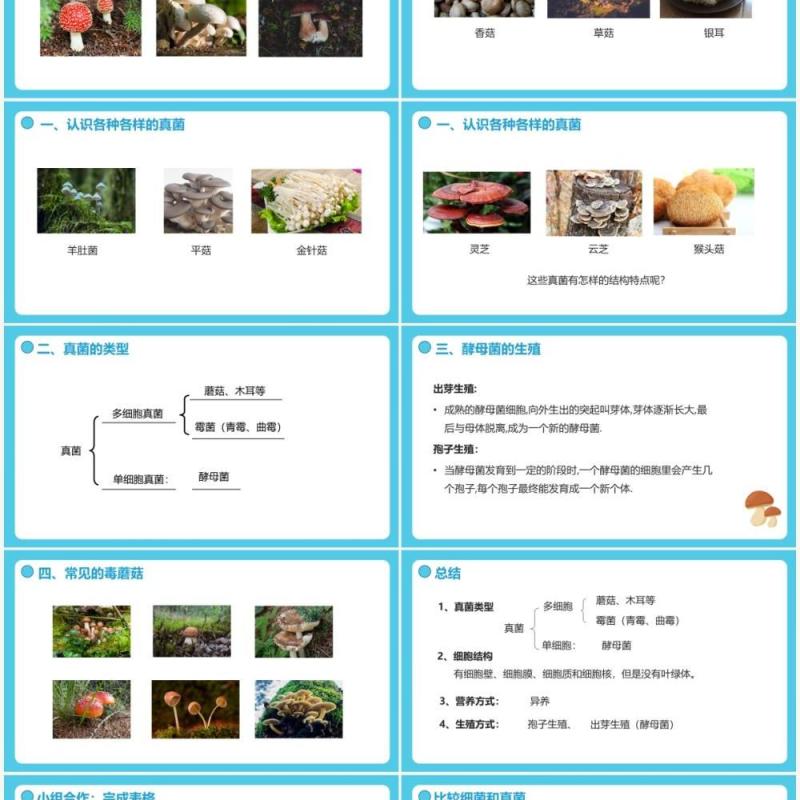 部编版八年级生物上册真菌PPT模板