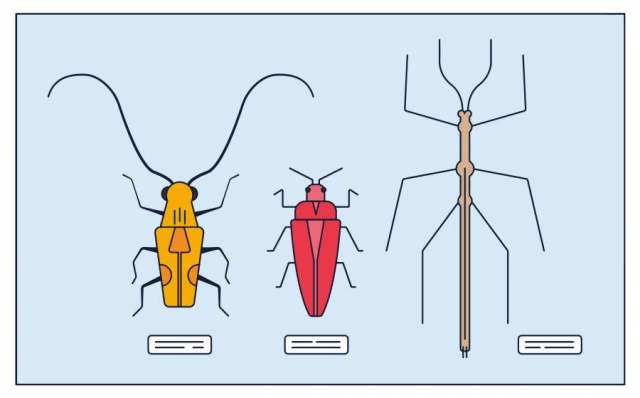 昆虫集合矢量