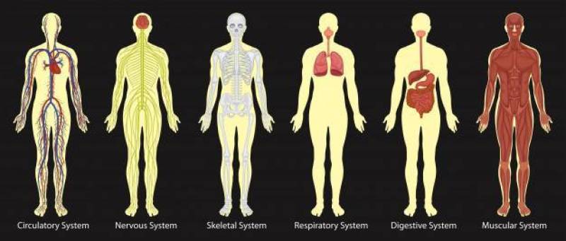人体系统图