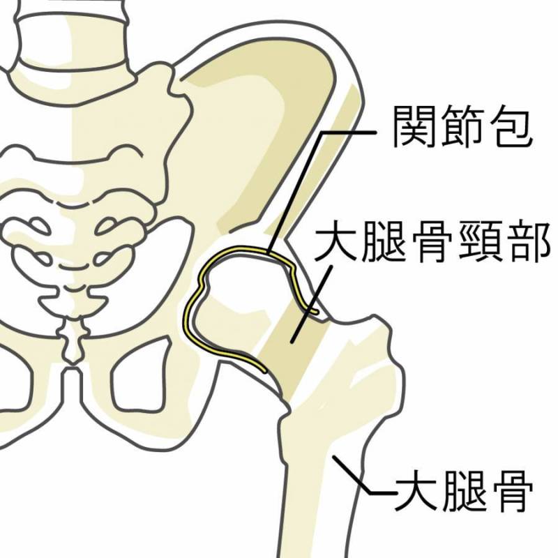 髋关节名称