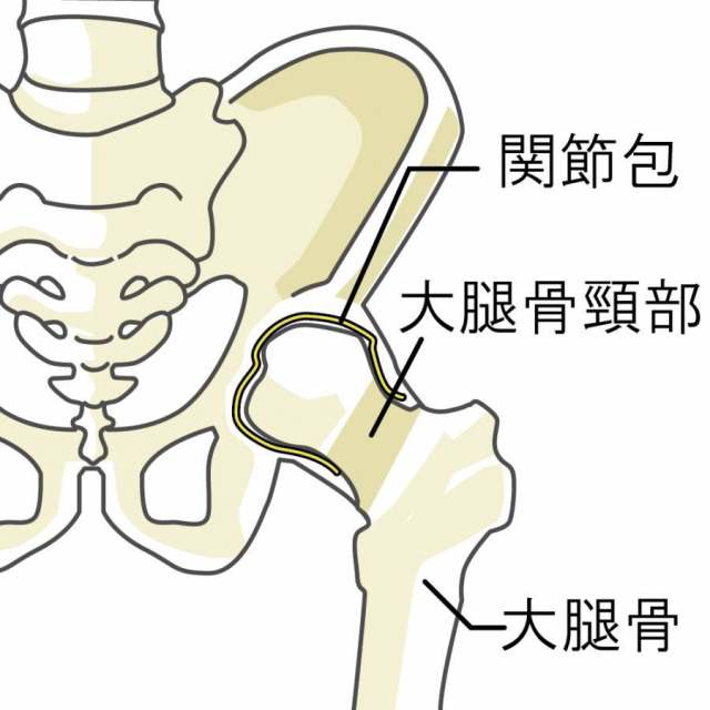 髋关节名称