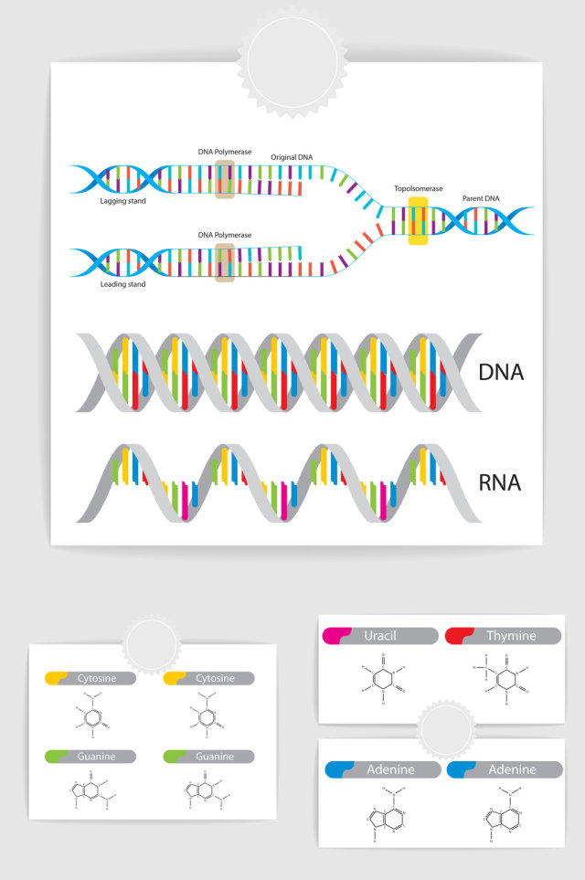 矢量基因DNA科学素材