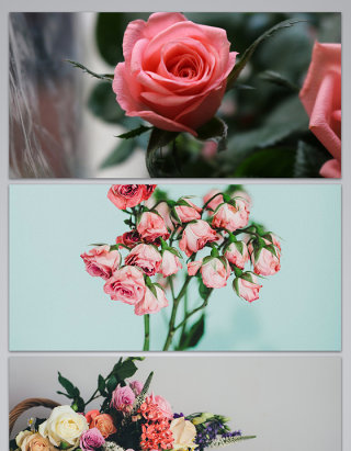 各种粉红色花玫瑰玫瑰花朵
