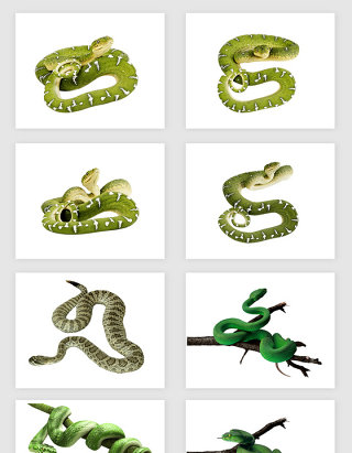 高清免抠绿色蛇素材