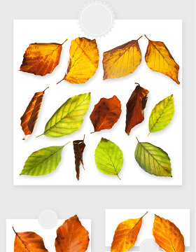 秋冬季植物树叶落叶枯叶PNG素材