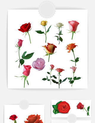 玫瑰花设计素材