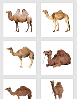 高清免抠骆驼素材