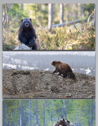 野生动物棕熊背景图