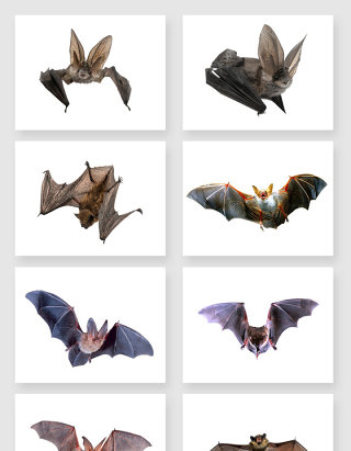 展翅高飞的蝙蝠免抠图设计素材