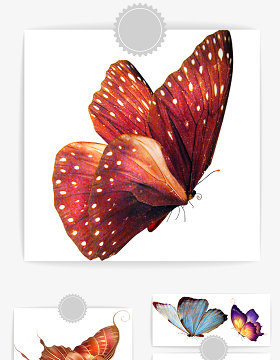 漂亮的彩色蝴蝶素材