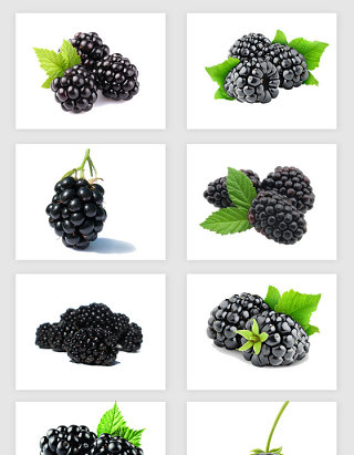高清免抠黑莓水果素材