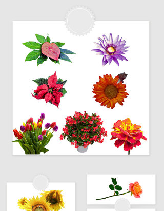 高清免抠PNG花卉素材