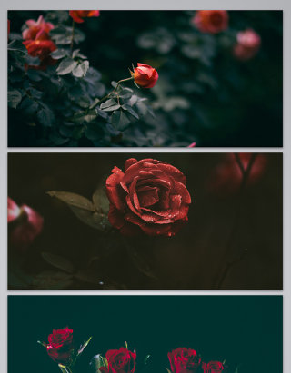 各种红色花玫瑰玫瑰花朵