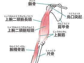 肘关节肌肉（前侧）