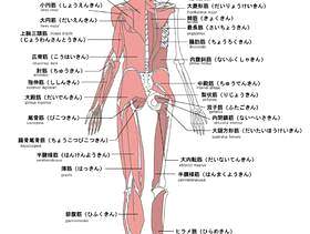 人体肌肉的名称背面英语