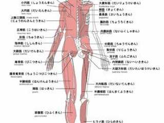 人体肌肉的名称背面英语