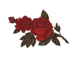 在白色背景隔绝的手拉的红色玫瑰