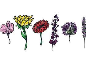 花卉插图集