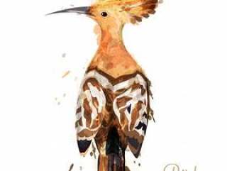 Hoopoe bird watercolor