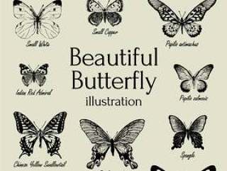 美丽的蝴蝶图