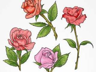 彩色单枝玫瑰花