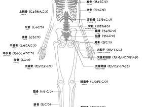 人类的骨骼名称英语