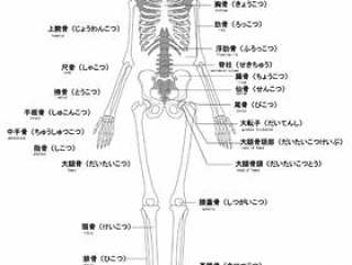 人类的骨骼名称英语