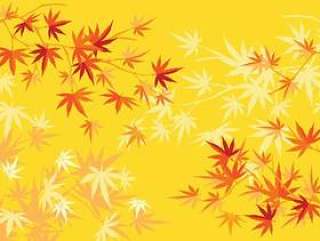 秋天或秋天日本槭树和树叶背景