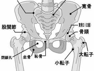 骨盆周围的骨名称