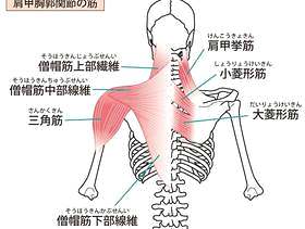 肩胛 - 胸部关节肌肉