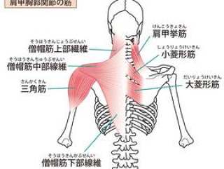 肩胛 - 胸部关节肌肉