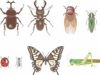 昆虫