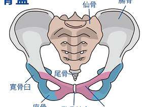 骨盆