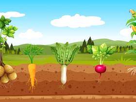 农业蔬菜和地下根