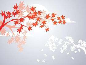 光滑的日本枫树植物和秋天枫叶背景