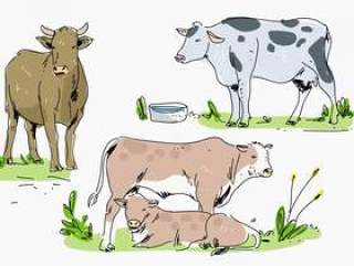 在农场手绘矢量图的牛