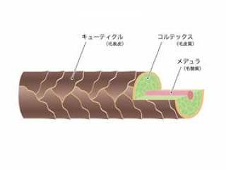 髪_断面図