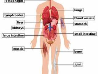 显示人体解剖学的图