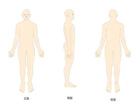 男性人体例证01