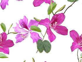 紫荆花花无缝模式