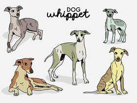 Whippet狗姿势手拉的传染媒介例证