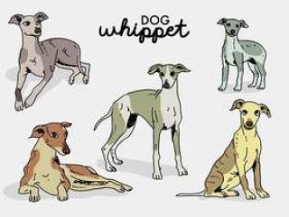 Whippet狗姿势手拉的传染媒介例证