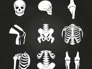 白色的人类头骨和骨头