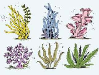 五颜六色的海杂草收藏手绘矢量图