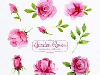 粉色花园玫瑰花