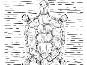  手绘矢量乌龟图