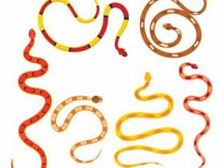 蛇集上白色孤立