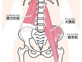 腰部肌肉