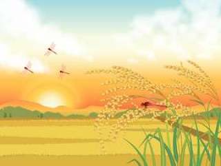 夕阳的天空，稻田和耳朵大米