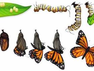 蝴蝶的生命周期